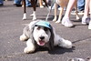 ADOPT walk 2009 : Photos By: Chicago Photographer, Candace Zynda of Pink Parrot Photo Chicago Photography.  http://www.PinkParrotPhoto.com
http://www.CandaceZynda.com
http://www.PinkParrotStudio.com
http://www.PinkParrotGallery.com